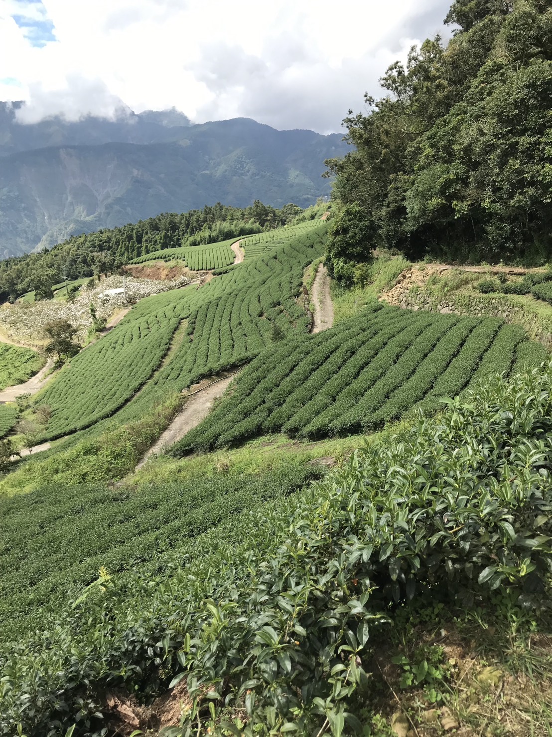 台灣高山茶園實拍，山坡茶樹與雲霧山景